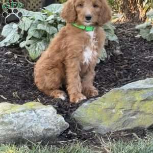 Bambi, Goldendoodle Puppy