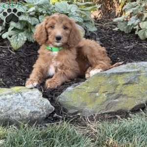 Bambi, Goldendoodle Puppy