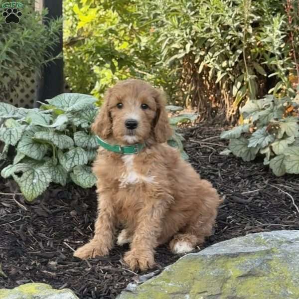 Burger, Goldendoodle Puppy