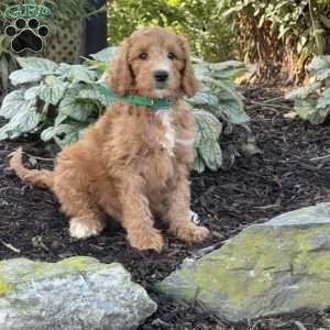 Burger, Goldendoodle Puppy