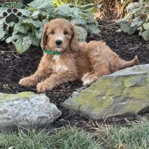 Burger, Goldendoodle Puppy