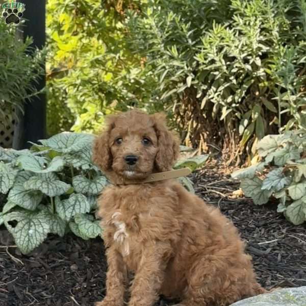 Blossom, Goldendoodle Puppy