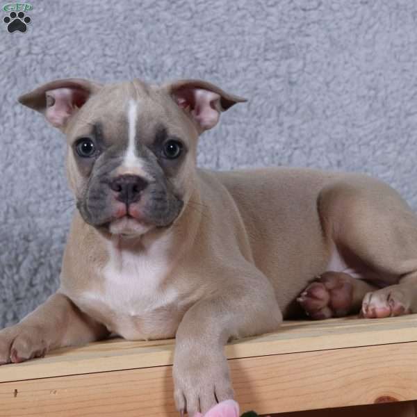 Smokey, Frenchton Puppy