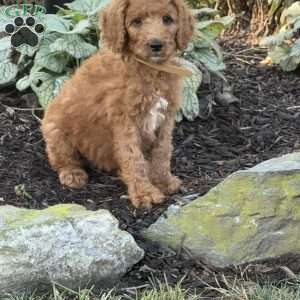 Blossom, Goldendoodle Puppy