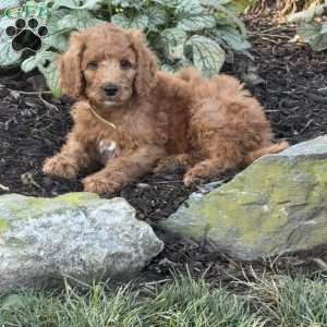 Blossom, Goldendoodle Puppy