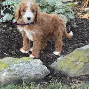 Bubbles, Goldendoodle Puppy