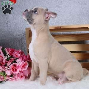 Smokey, Frenchton Puppy