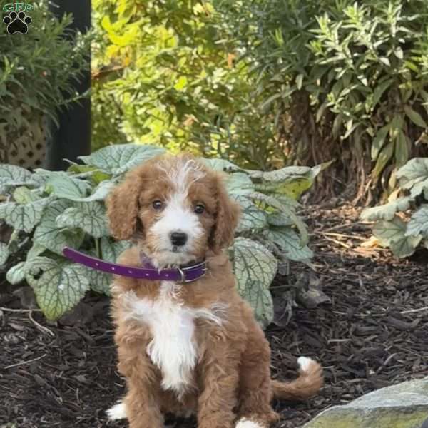 Bubbles, Goldendoodle Puppy