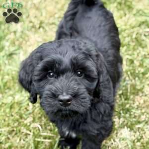 Thumper, Mini Goldendoodle Puppy