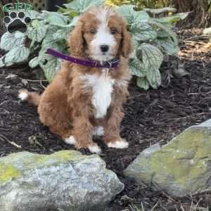 Bubbles, Goldendoodle Puppy