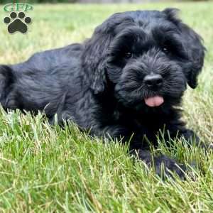 Thumper, Mini Goldendoodle Puppy