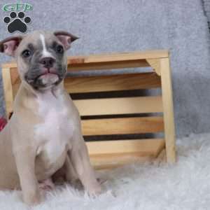 Smokey, Frenchton Puppy