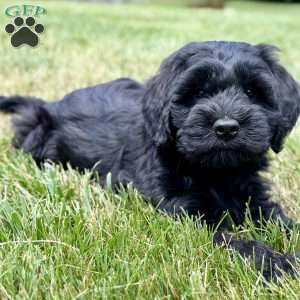 Thumper, Mini Goldendoodle Puppy