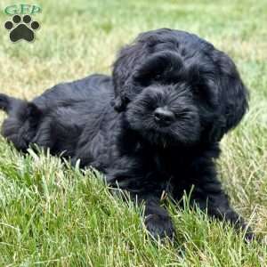 Thumper, Mini Goldendoodle Puppy