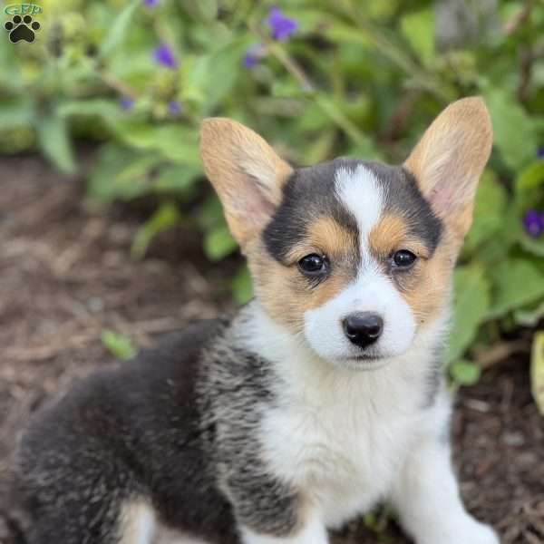 Pearl, Pembroke Welsh Corgi Puppy