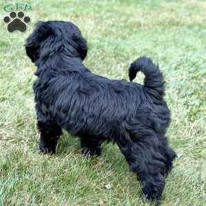 Thumper, Mini Goldendoodle Puppy