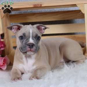 Smokey, Frenchton Puppy