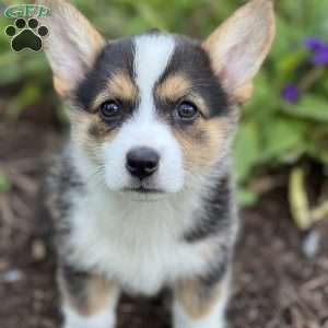 Patsy, Pembroke Welsh Corgi Puppy