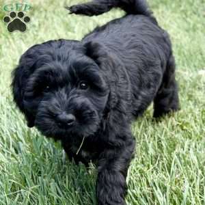 Thumper, Mini Goldendoodle Puppy