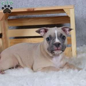 Smokey, Frenchton Puppy