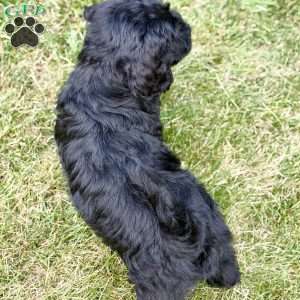 Thumper, Mini Goldendoodle Puppy