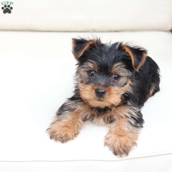 Remi, Yorkie Puppy