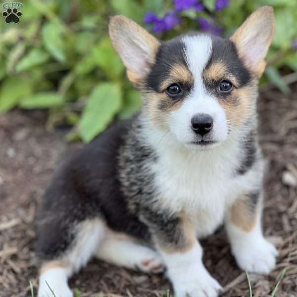 Patsy, Pembroke Welsh Corgi Puppy