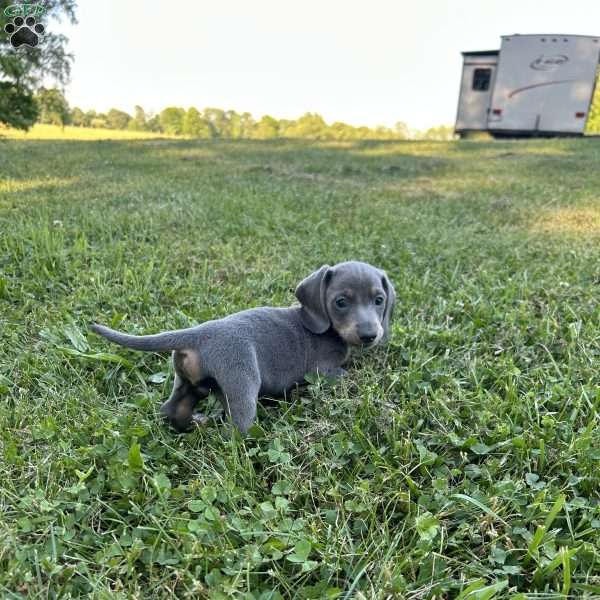 Danny, Dachshund Puppy