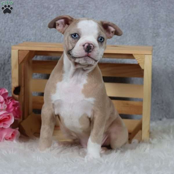 Laurie, Frenchton Puppy