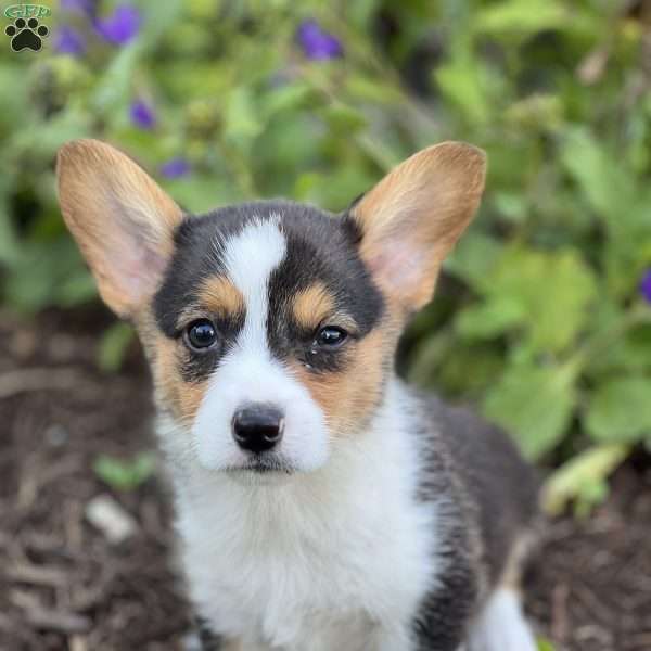 Percy, Pembroke Welsh Corgi Puppy