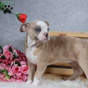 Laurie, Frenchton Puppy