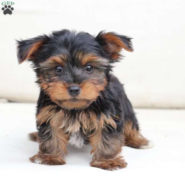 Cash, Yorkie Puppy