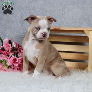 Laurie, Frenchton Puppy