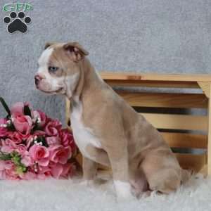 Laurie, Frenchton Puppy