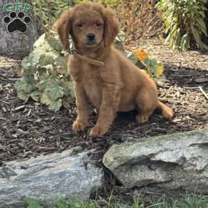 Nelly, Mini Goldendoodle Puppy