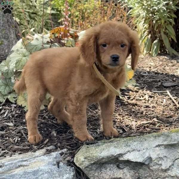 Nelly, Mini Goldendoodle Puppy