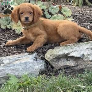 Nelly, Mini Goldendoodle Puppy