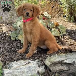 Nina, Mini Goldendoodle Puppy