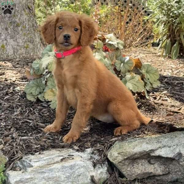 Nina, Mini Goldendoodle Puppy