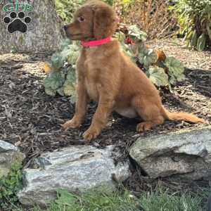 Nina, Mini Goldendoodle Puppy