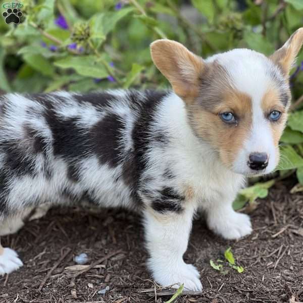 Patrick, Pembroke Welsh Corgi Puppy