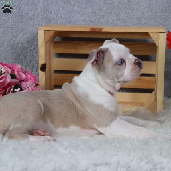 Domino, Frenchton Puppy