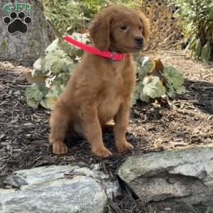 Nina, Mini Goldendoodle Puppy