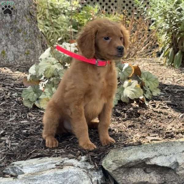 Nina, Mini Goldendoodle Puppy