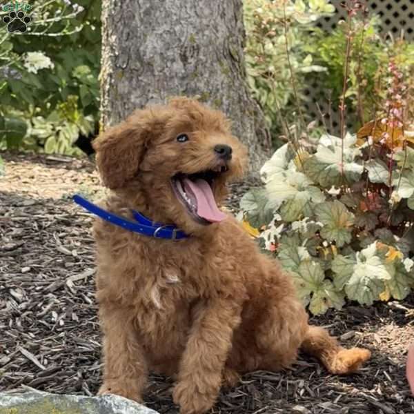 Noodle, Mini Goldendoodle Puppy