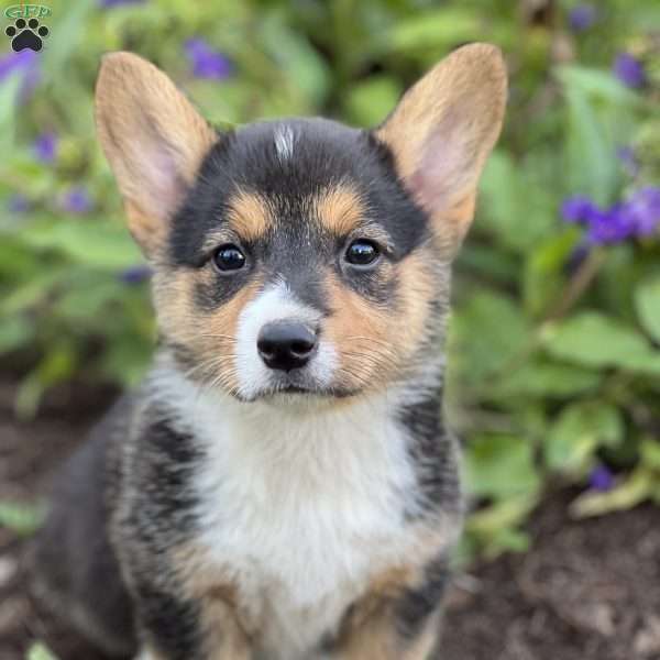 Pete, Pembroke Welsh Corgi Puppy