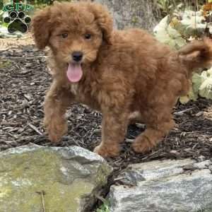 Noodle, Mini Goldendoodle Puppy