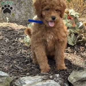 Noodle, Mini Goldendoodle Puppy