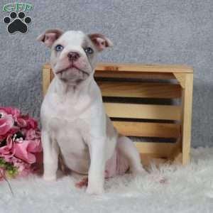 Domino, Frenchton Puppy