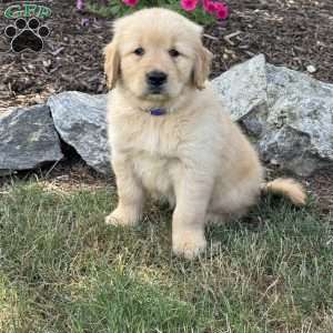 Flash, Golden Retriever Puppy